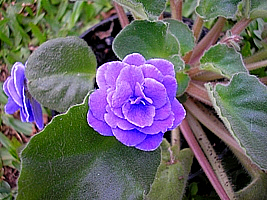 Saintpaulia Ionantha